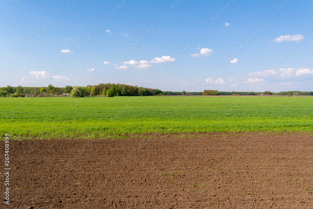 Freshly sown field with young sprouts of crops