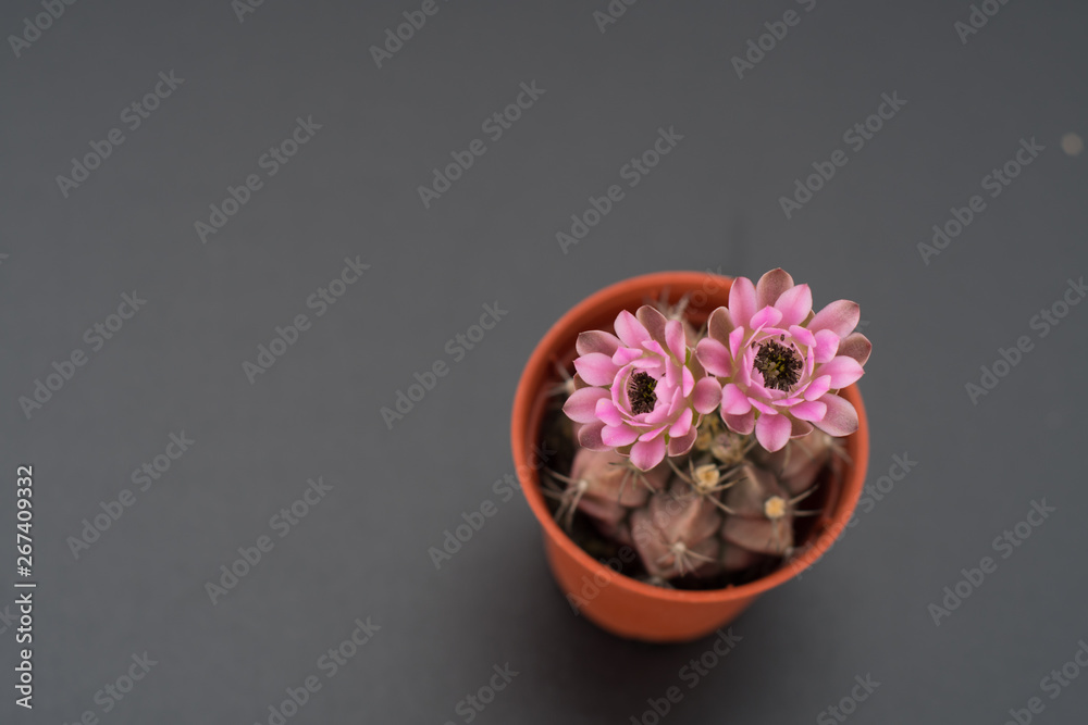 cactus in a pot on blackboard background, succulent plant