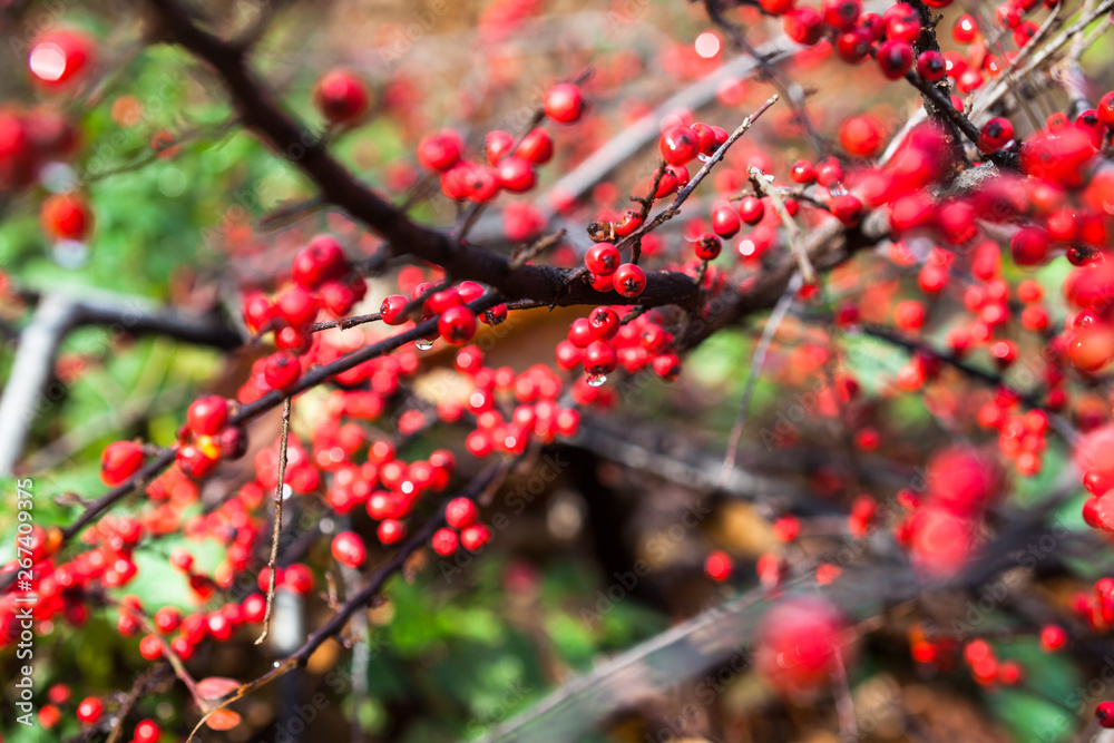 Red cotoneaster berries on the shrubs Red cotoneaster berries on the shrubs
