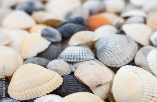 Seashells. Mollusk shells.