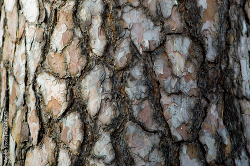 pine bark tree