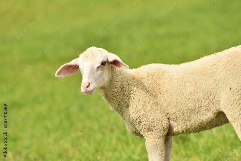 domestic sheep walks on a meadow and eats grass domestic sheep walks on a meadow and eats grass