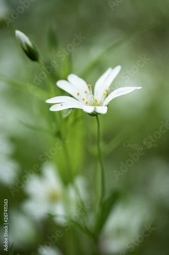 flower in garden
