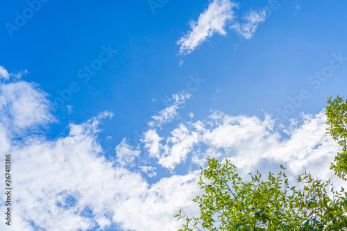 blue sky and cloud with trees © woey