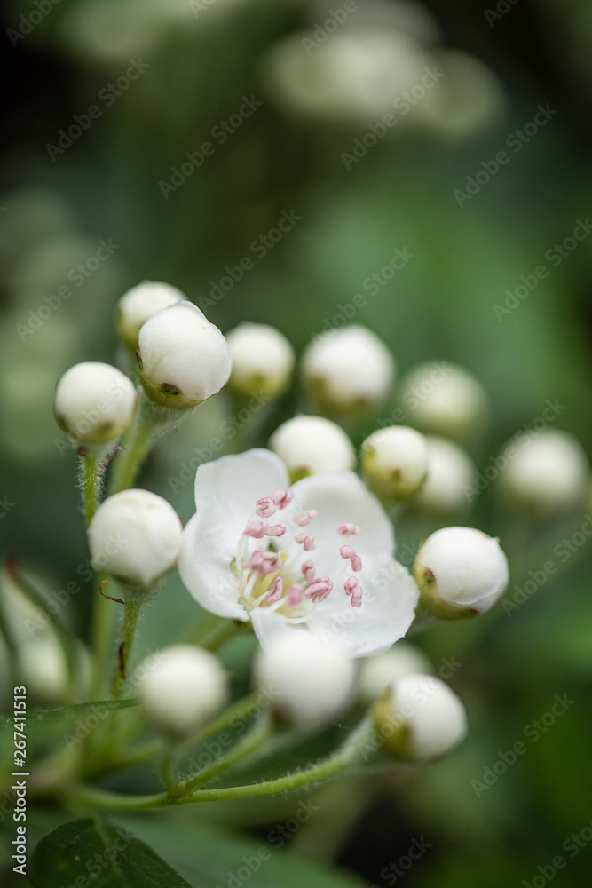 Fototapeta premium white flowers of apple tree