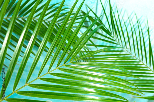 Beautiful palm leaves on color background  closeup. Exotic plant