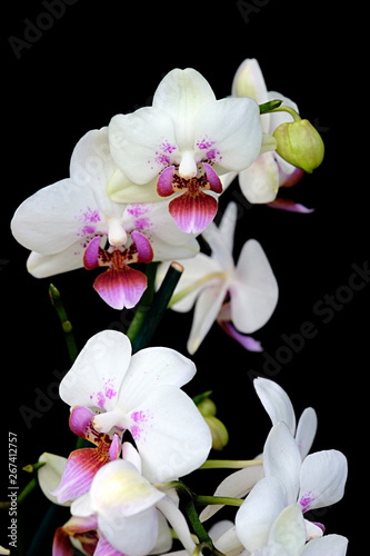 white orchid with purple spots