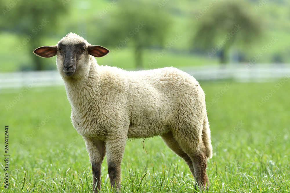 portrait of domestic sheep grazing on green grass