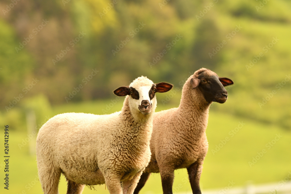 Fototapeta premium domestic sheep walks on a meadow and eats grass