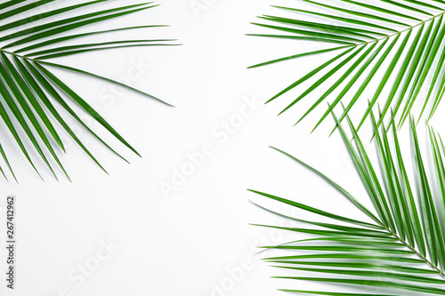 Beautiful palm leaves on white background, top view and space for text. Exotic plant