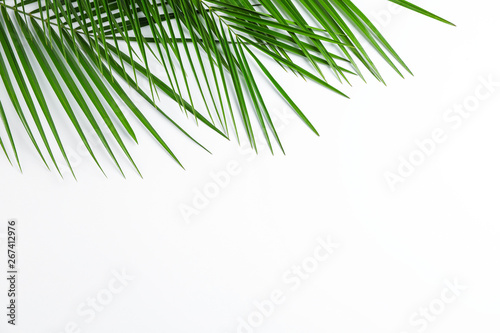 Beautiful palm leaves on white background  top view and space for text. Exotic plant