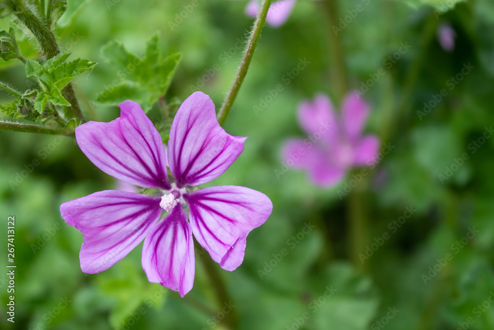 Mallow Flower Spring Blossom Closeup Mallow Flower Spring Blossom Closeup