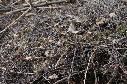 Close up heap of dry wooden branches on the spring time.