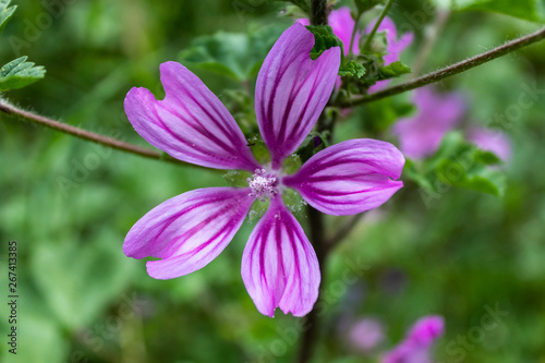 Mallow Flower Spring Blossom Closeup