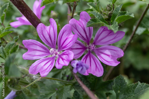 Mallow Flower Spring Blossom Closeup
