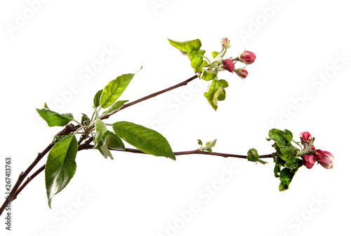 apple tree branch blooming with green foliage on an isolated white background