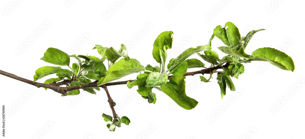 apple tree branch with green foliage on an isolated white background apple tree branch with green foliage on an isolated white background