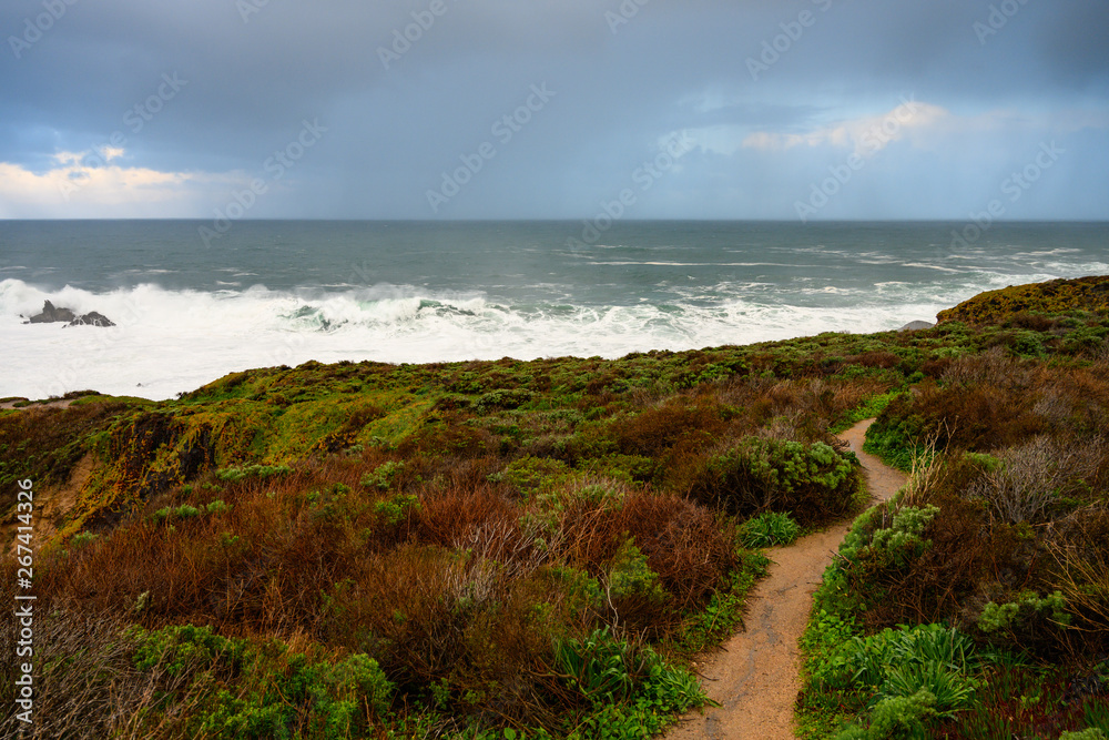 Trail Cuts Through Brush on Coastal Cliff Trail Cuts Through Brush on Coastal Cliff