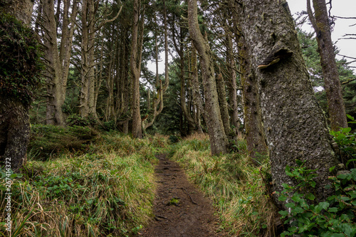 Trail Cuts Through Grassy Forest photo