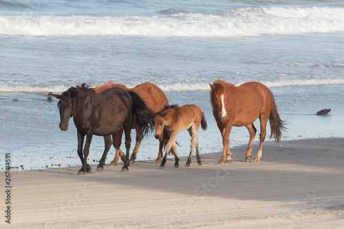 Wild Horses on the Northern End of the Outer Banks on the Beach at Corolla North Carolina © Dennis Donohue