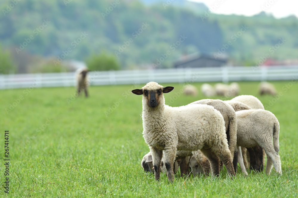 domestic sheep walks on a meadow and eats grass domestic sheep walks on a meadow and eats grass