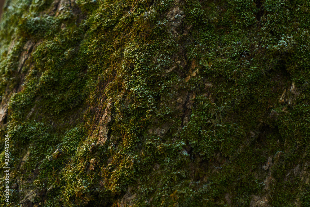 texture of mossy tree at sunrise texture of mossy tree at sunrise