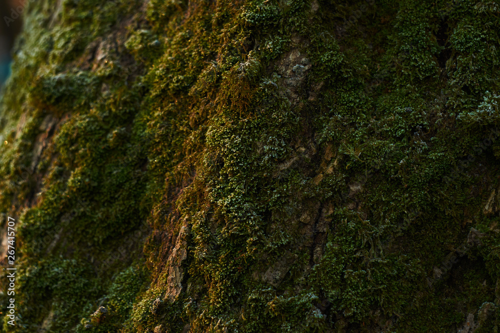 texture of mossy tree at sunrise texture of mossy tree at sunrise