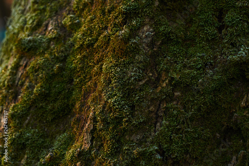 texture of mossy tree at sunrise