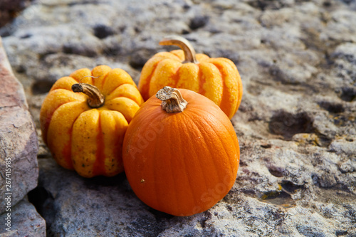 Photography Pumpkins Three Tiny Orange Fall on Rock