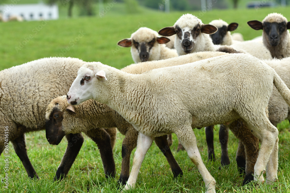 domestic sheep walks on a meadow and eats grass domestic sheep walks on a meadow and eats grass