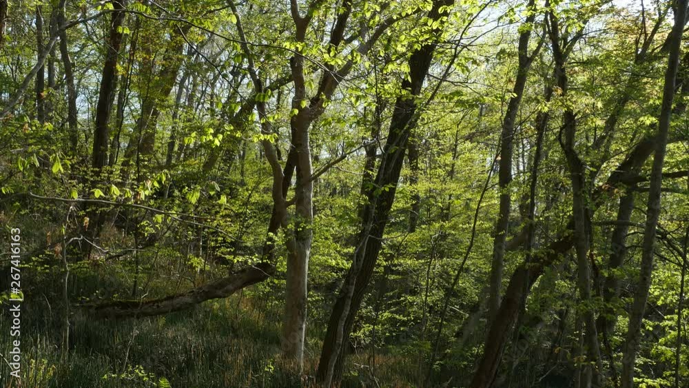 trees in the forest trees in the forest