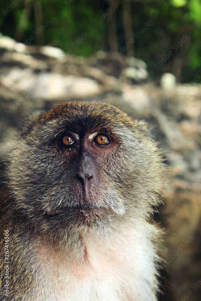 Obraz premium Monkeybeach Thailand 
