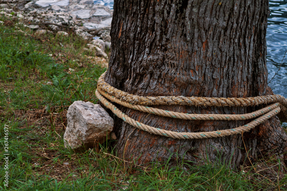 Obraz premium A tree trunk entwined with a rope and a stone lying nearby. Close-up.