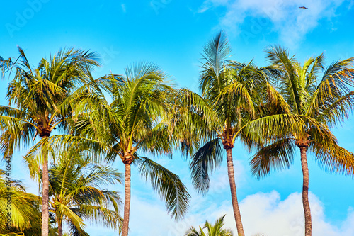 Palm Trees Tropical Beach Bahamas