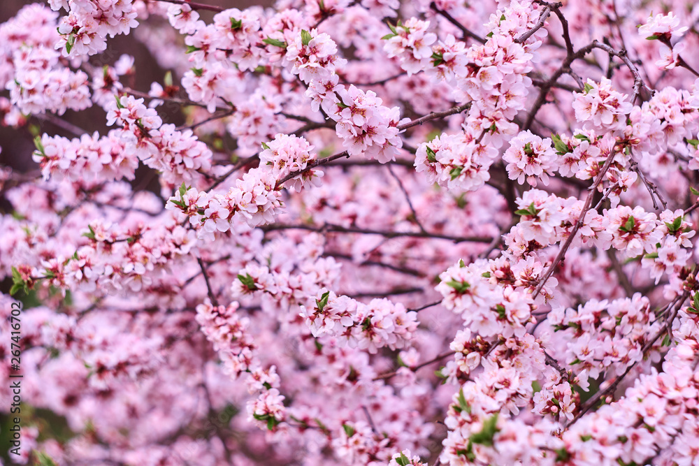 Blossom pink tree over nature background. Close-up. Blossom pink tree over nature background. Close-up.