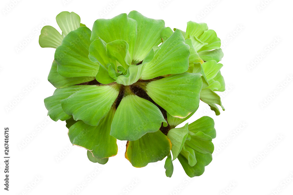Pistia stratiotes Linn is plant in water isolated on white background included clipping path. Pistia stratiotes Linn is plant in water isolated on white background included clipping path.