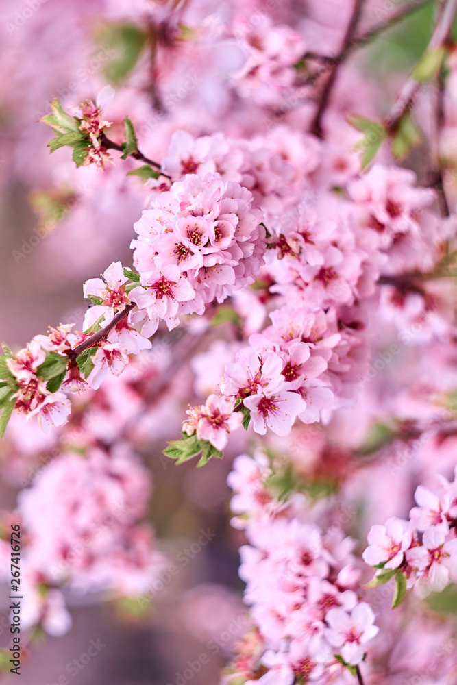 Blossom pink tree over nature background. Close-up. Blossom pink tree over nature background. Close-up.