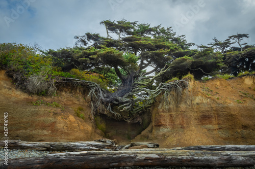 Foto Tree Clinging to Sandy Cliff with Bare Roots