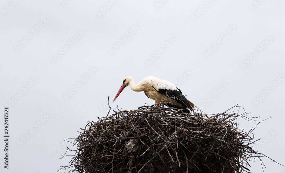Fototapeta premium Stork in a nest on a spring day
