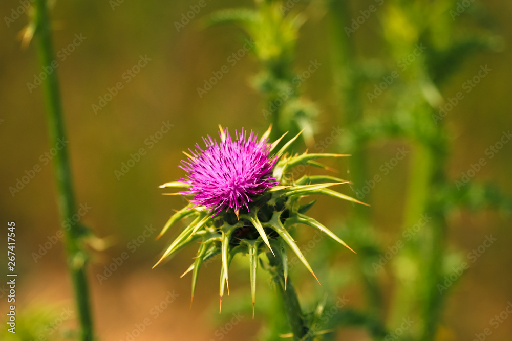 Flowering Spear Thistle (Cirsium vulgare) in a field Flowering Spear Thistle (Cirsium vulgare) in a field