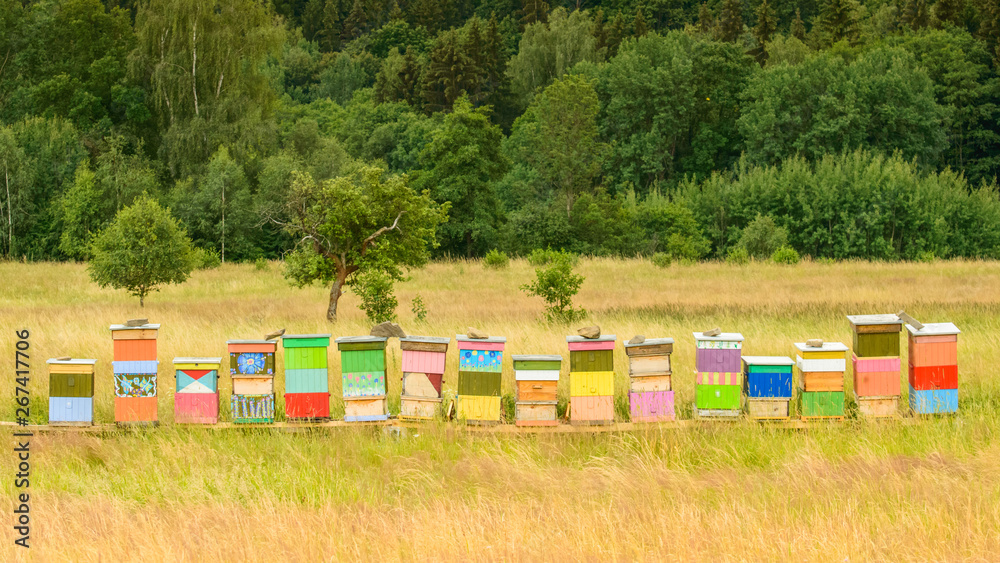 Colorful wooden bee hives stand in the clearing between trees. Colorful wooden bee hives stand in the clearing between trees.