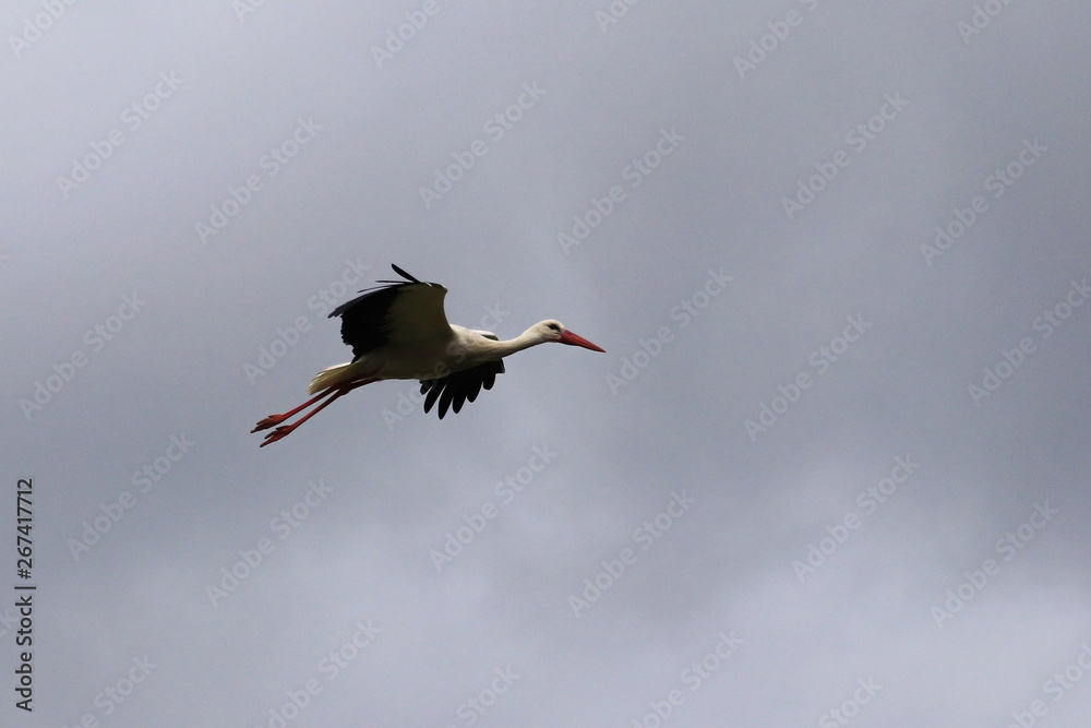 Fototapeta premium Stork flying with grey sky in background