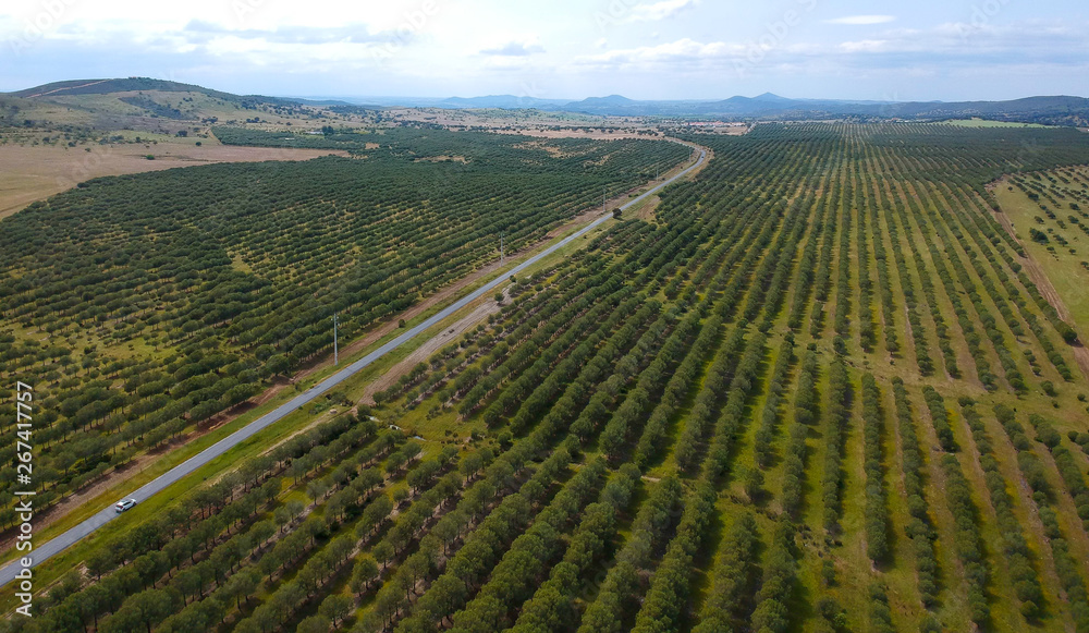 Aerial view of a farm field with a road. Alentejo Portugal