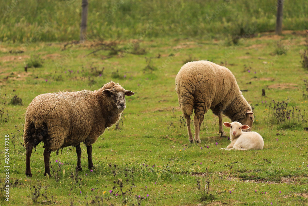 Small cute lamb gambolling in a meadow in a farm Small cute lamb gambolling in a meadow in a farm