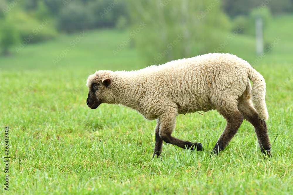 Domestic sheep on pasture on the green grass Domestic sheep on pasture on the green grass