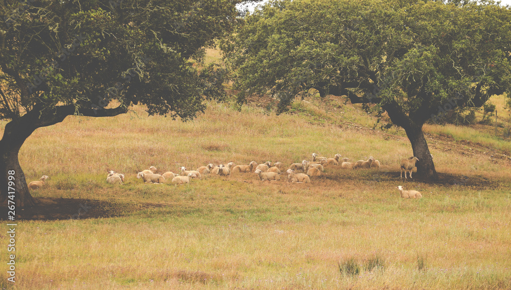 Flock of sheep under a cork oak