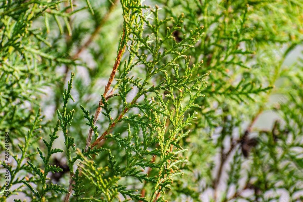 Green and thin branches of the Bush 