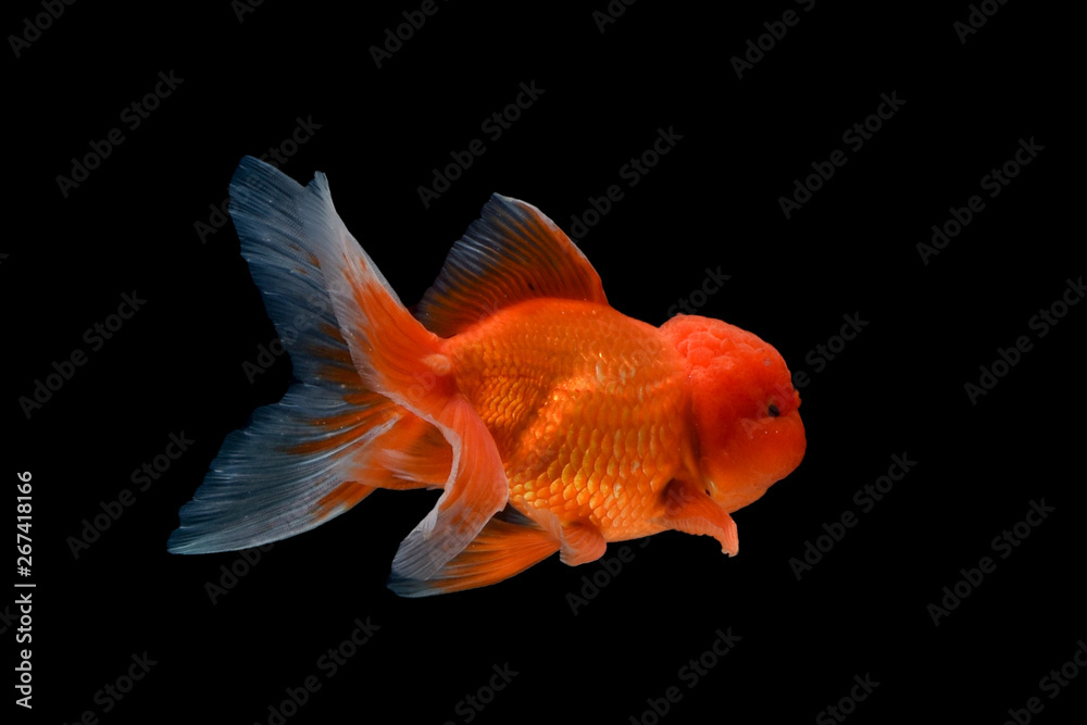 Carassius auratus goldfish Black background Carassius auratus goldfish Black background