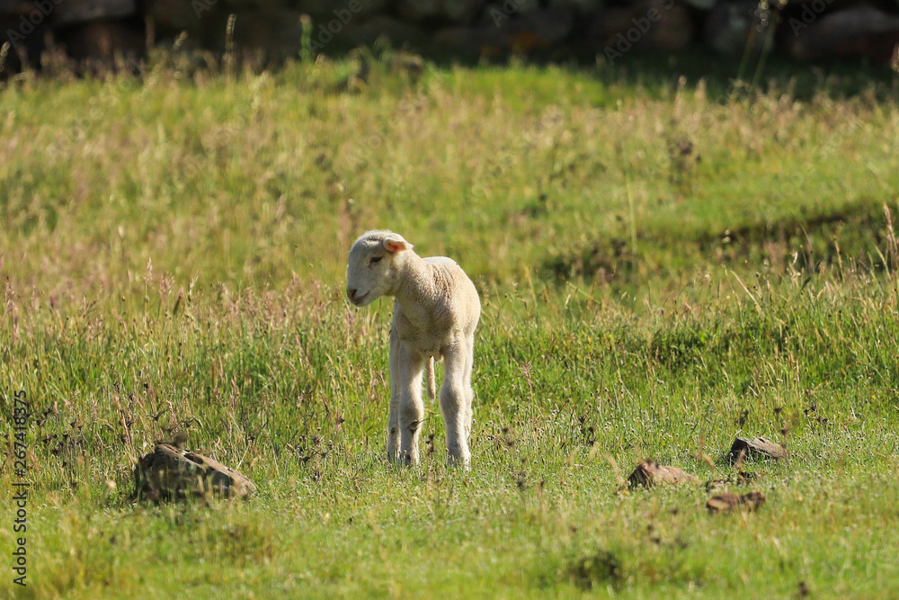 Obraz premium Small cute lamb gambolling in a meadow in a farm