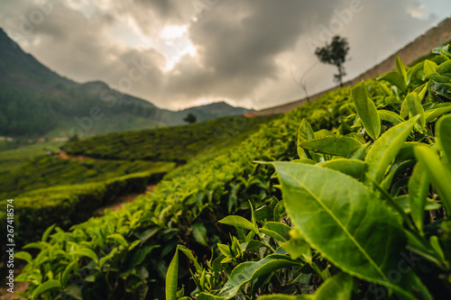 close up leaf tea plantation munnar kerala india